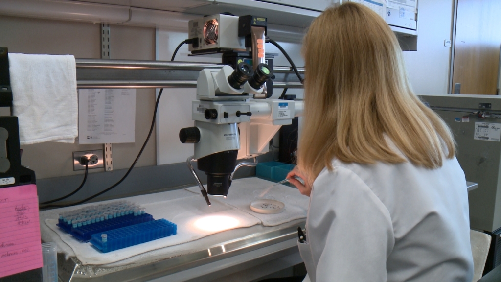 Mosquitoes are tested at Austin's lab for the Department of State Health Services