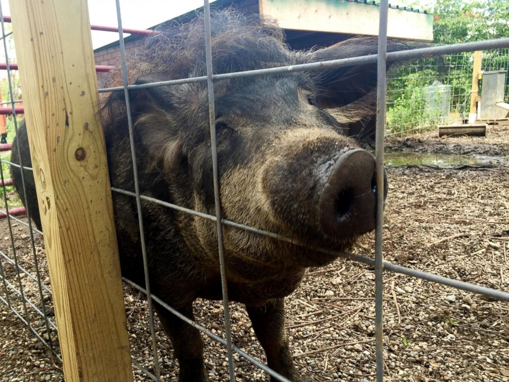 Convention is taking place in Cleveland Ohio and the convention center has an urban farm outside with hogs bees chickens and more