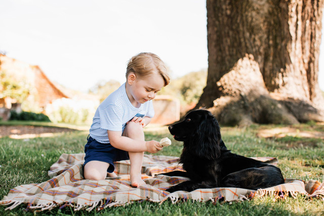 Prince William Duke of Cambridge and Catherine Duchess of Cambridge shows Prince George with the family dog Lupo at Sandringham in Norfolk