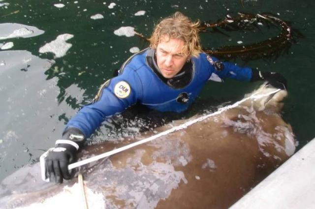 Reid Brewer measuring a whale carcass in Alaska