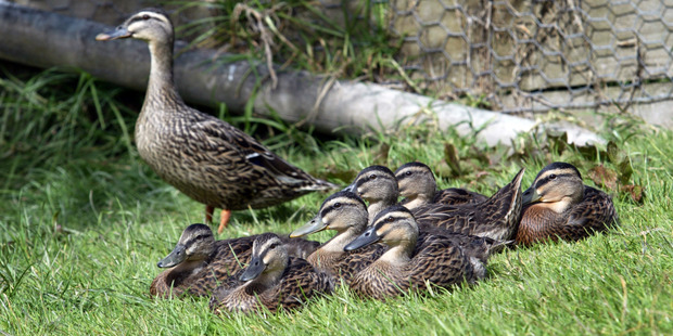 Researchers say ducklings can understand certain abstract concepts almost from the moment they hatch