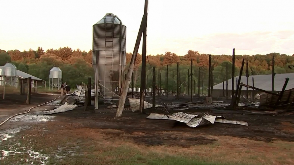 7000 baby turkeys die in fire; Thanksgiving orders affected