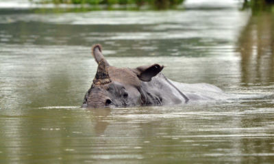 Endangered Rhinos Killed In India Floods