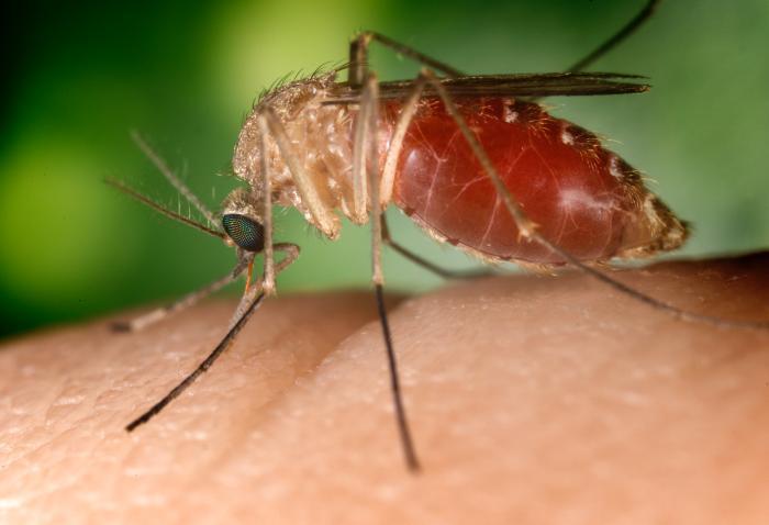 BREAKING West Nile Virus Found In Rhode Island Christian Winthrop