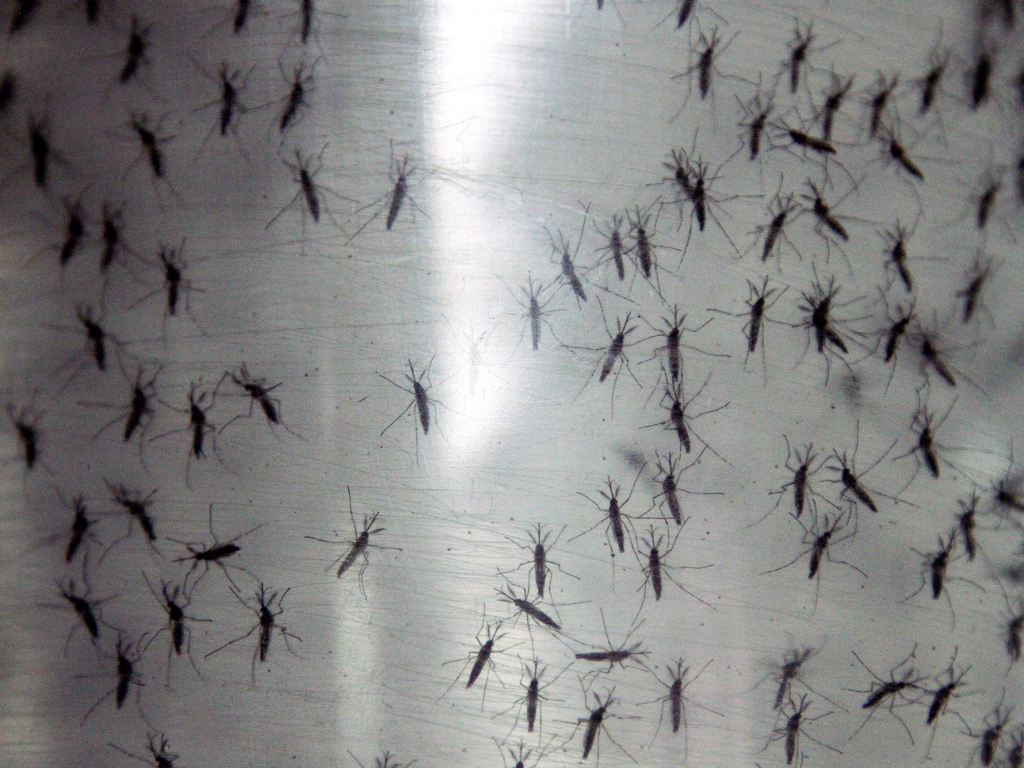 Containers hold genetically modified Aedes aegypti mosquitoes before being released in Panama City Panama in September 2014.   Arnulfo Franco    
  AP