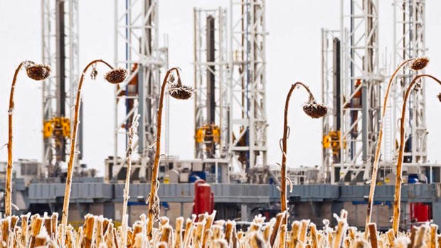 Dead sunflowers stand in a field near dormant oil drilling rigs which have been stacked in Dickinson N.D