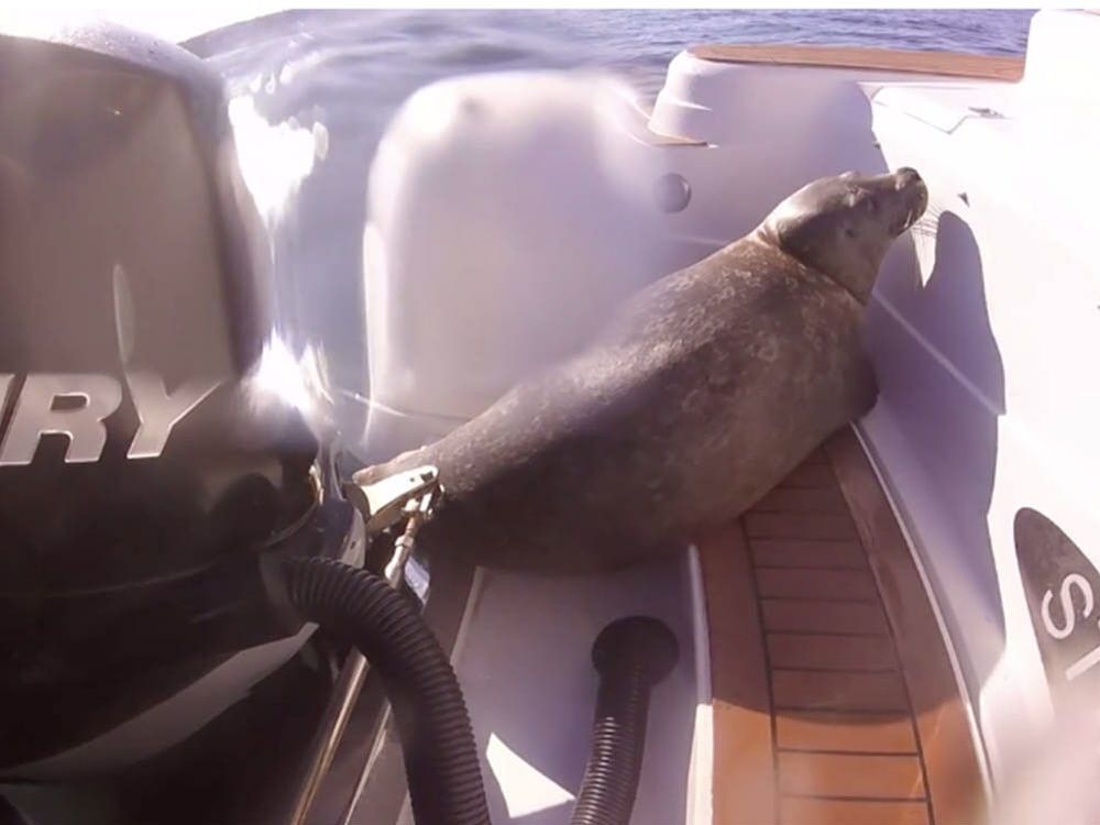 A still frame from a Go Pro video by Neil Templeman of Campbell River Whale and Bear Excursions shows a seal that evaded a pod of orcas by hopping right onto Templeman's tour boat