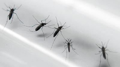 In an attempt to fend off the Zika virus a California city is releasing 40,000 mosquitoes every week to create an anti Zika army