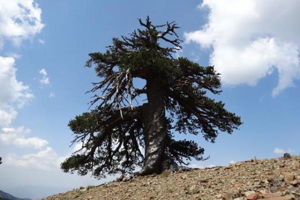 The tree called Adonis is Europe’s oldest living organism