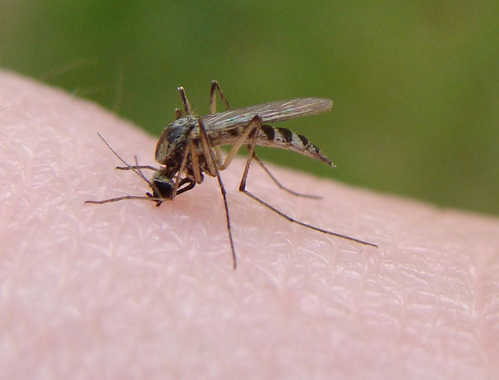 Mosquito gathering a meal