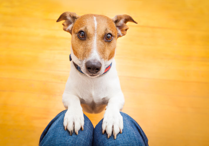 Dogs use same parts of brain as humans to process language