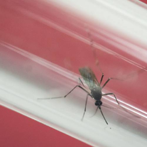 Aedes aegypti mosquito sits inside a glass tube at the Fiocruz institute where they have been screening for mosquitos naturally infected with the Zika virus in Rio de Janeiro Brazil. The U.S. surgeon