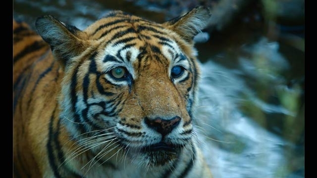 Ranthambore India's most famous tigress 'Machli&#039 passes away