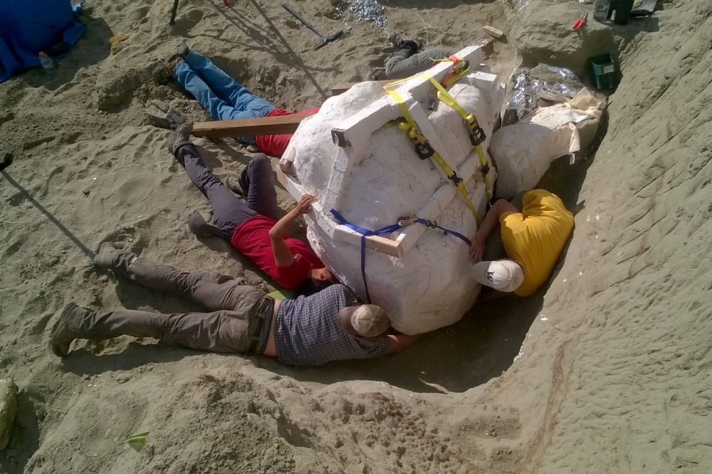 'Extremely rare' 2500-pound T-Rex skull arrives at Seattle's Burke Museum