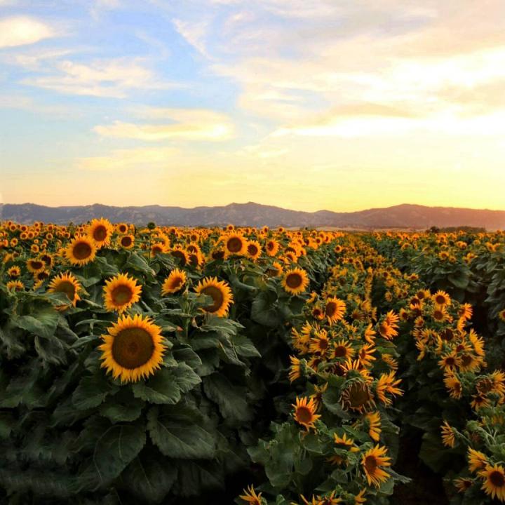 These are sunflowers near the UC Davis campus in Yolo County northern California. Growing sunflowers face dawn in the morning and swing west during the day. Sunflowers that track the sun in this way have more leaf area and biomass. Researchers at UC Davi