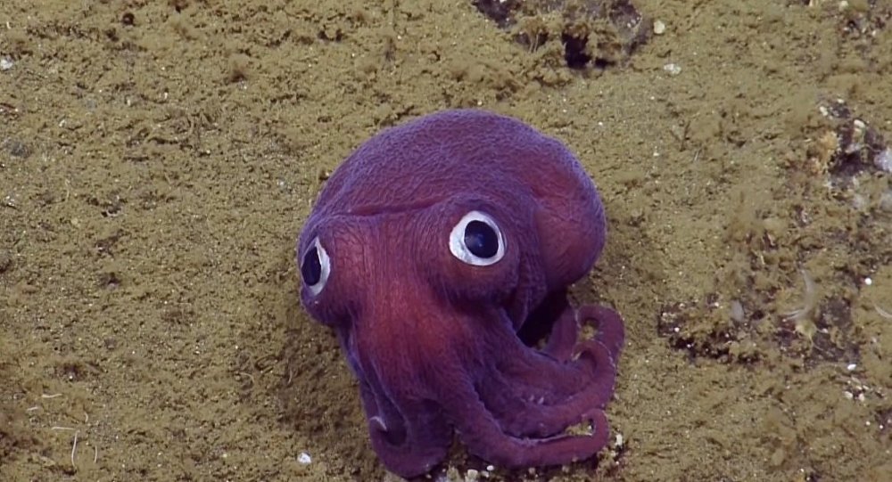 The team spotted this Stubby Squid off the coast of California at a depth of 900 meters