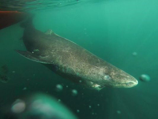 World's oldest vertebrate: Greenland sharks live to 400, nuclear bomb data reveals