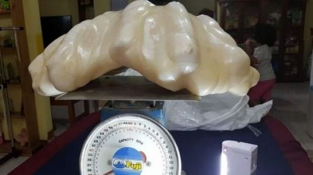 The pearl discovered off the coast of Palawan Island in the Philippines is about 30cm wide and 67cm long