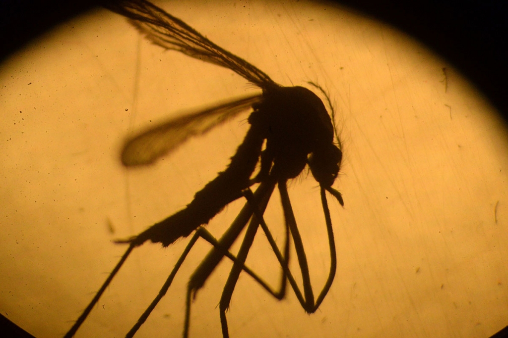 Mutant mosquitoes could kill off the Zika virus