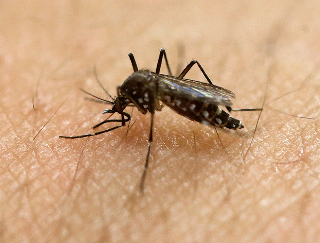 Zika Confirmed In Florida