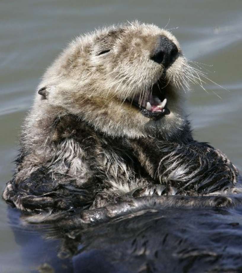 Southern sea otter cleans itself in the water in Monterey Calif. On Monday state Department of Fish and Wildlife said three Southern sea otters were found shot to death in the Santa Cruz area