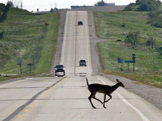 A deer dashing across Highway 141 just west of Templeton Iowa Friday Sept. 24 2010