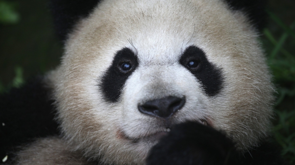 A giant panda eats bamboo at a panda research base in Ya'an China