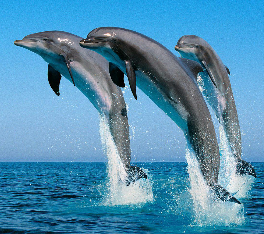 Dolphins