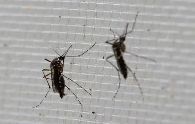 As Zika spreads in California, leaders call for more money, education