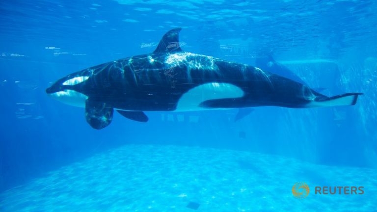 An Orca killer whale is seen underwater at the animal theme park Sea World in San Diego California