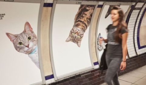 Cats Take Over London’s Underground Thanks To Hilarious Anti Ad Campaign