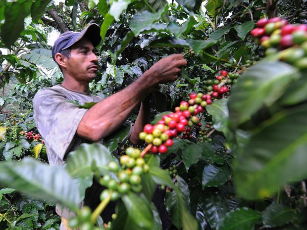 Weekly Chart: Coffee Production and Climate Change in Latin America