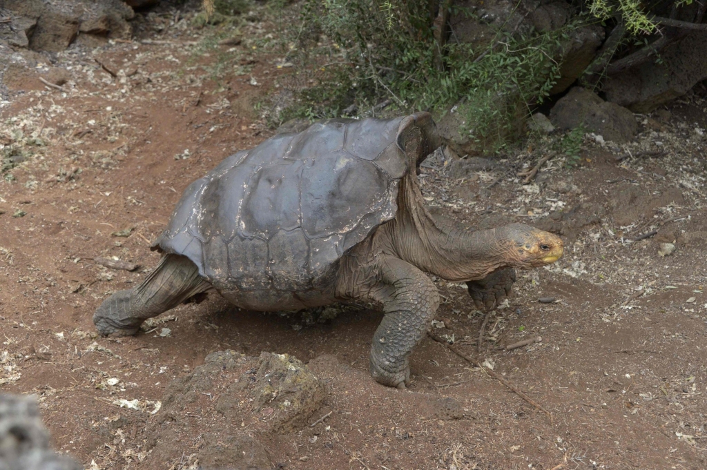 Diego the giant tortoise had so much sex he has 'saved his entire species&#039