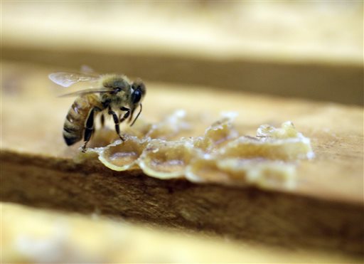 South Carolina Zika spraying kills honeybees