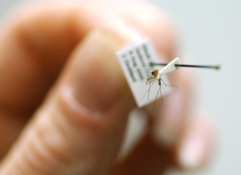 Health employee holds one of the Culex mosquito species which had been identified as the primary carrier of the West Nile virus in the South