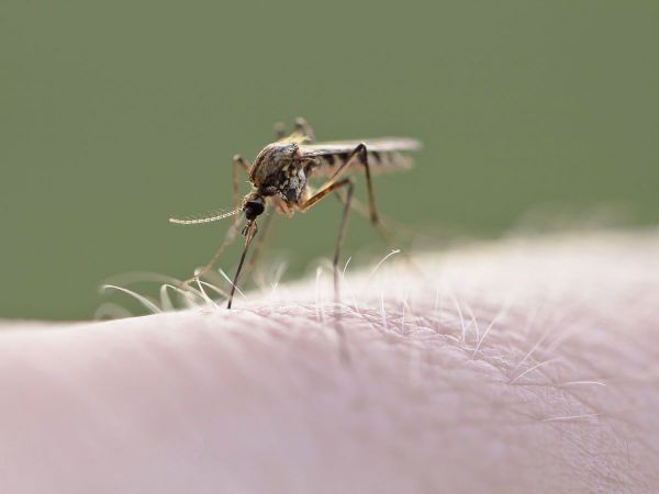 Mosquitoes Test Positive for West Nile Virus in Waterford