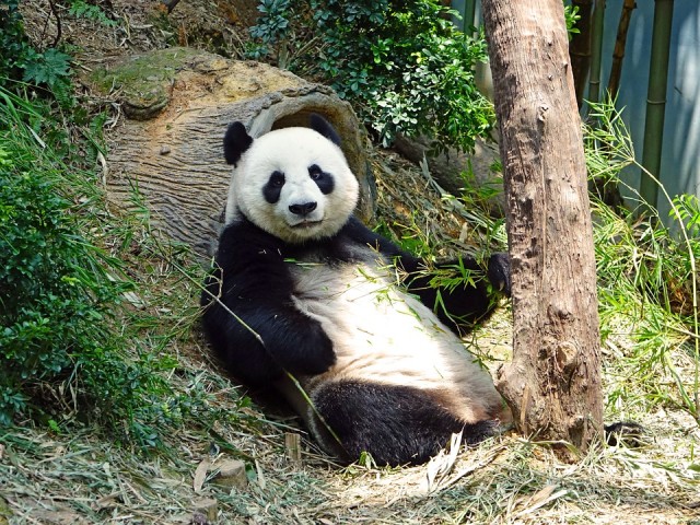 Giant panda Endangered Rare Protected Bamboo 505149_960_720