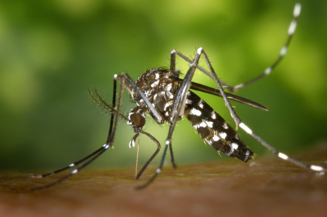 If you needed another reason to hate mosquitoes