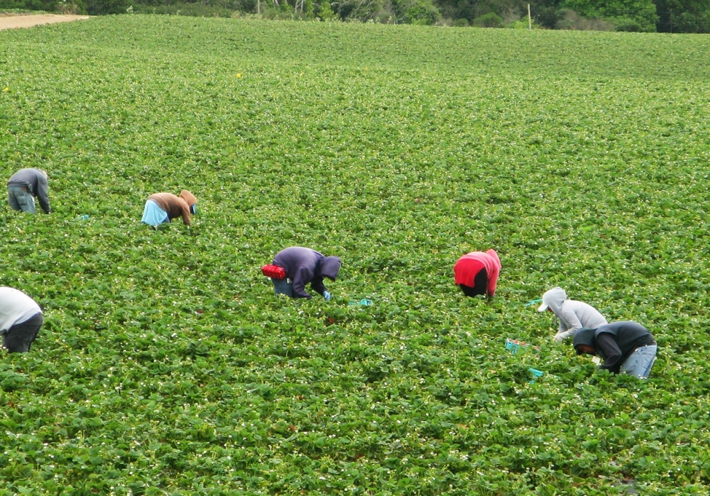 Farmworkers