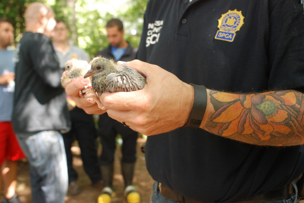 More than 300 to 400 pigeons including these chicks were removed from a North Merrick home Thursday by the Nassau County Society for the Prevention of Cruelty to Animals