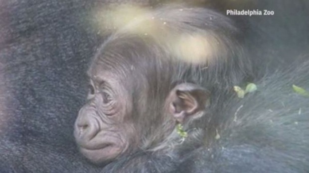 Baby gorilla Philly zoo