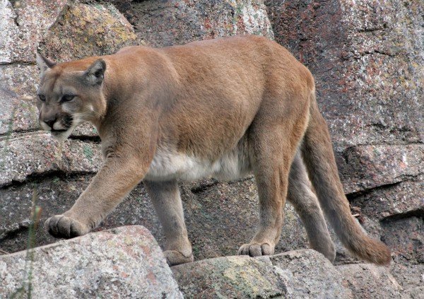 Mountain lions in Santa Monica Mountains face extinction, study says