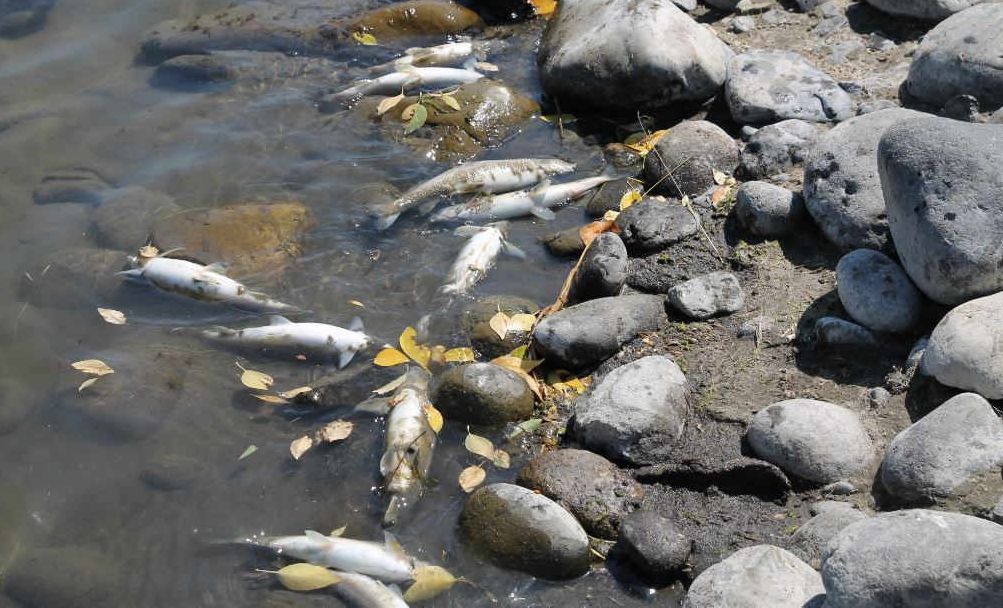 The closure implemented by the Montana Department of Fish Wildlife and Parks is in response to the ongoing fish kill in the river