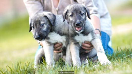 First ever pair of identical twin puppies are born in South Africa