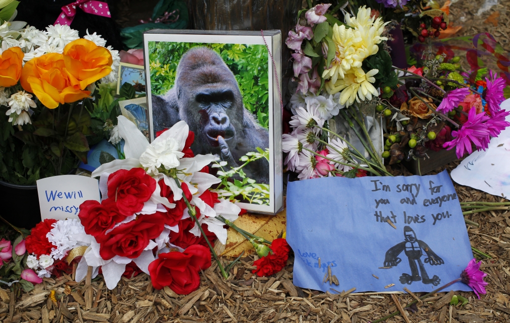 Vikings give Harambe shoutout before taking field for season opener (Video)