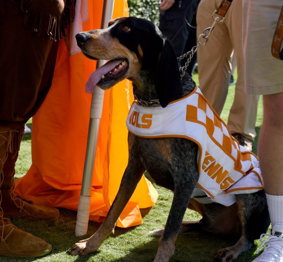 Smokey on the sidelines during their 34-31 victory over Georgia at Sanford Stadium Saturday Oct. 1 2016 in Athens Ga