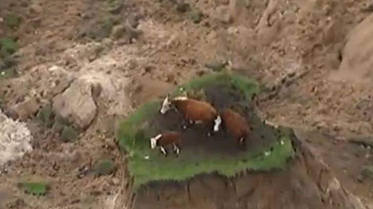 New Zealand quake strands cattle on land spared by slides