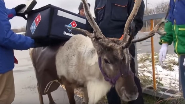 The reindeer are being trained to deliver pizzas not just in the Christmas spirit but also in situations where delivery