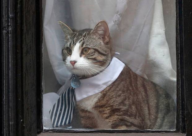 Julian Assange's cat sits in the window of Ecuador's embassy in London Britain