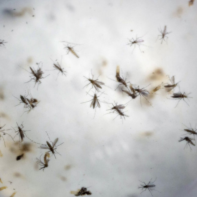 Ricardo Mazalan  AP						Aedes aegypti mosquitoes which can transmit Zika are seen in a mosquito cage at a laboratory in Cucuta Colombia